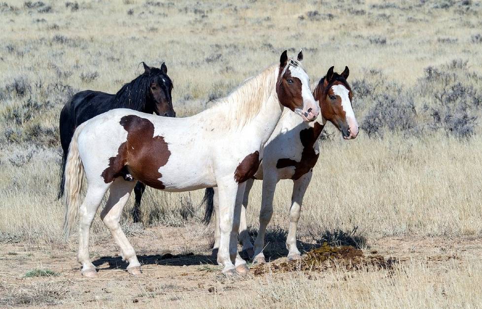 U S Government Will Pay You 1 000 To Adopt A Wild Horse Or Burro In Texas