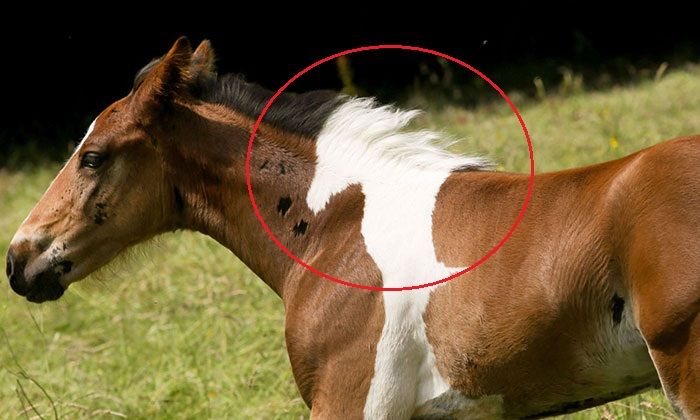 foal born with horse-shaped marking