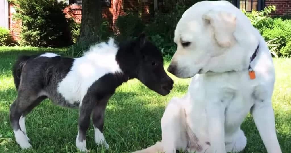 Labrador Adopts Miniature Horse After Birth Mum Rejects Her