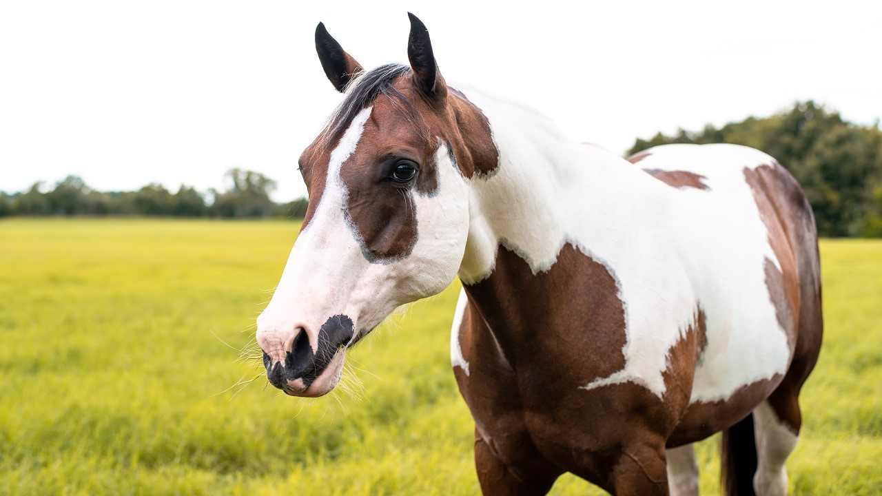 Close up of an American Paint Horse standing in a tall grass field