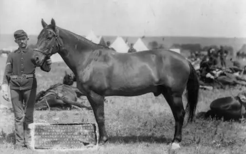 Comanche, the famous horse from the Battle of Little Bighorn