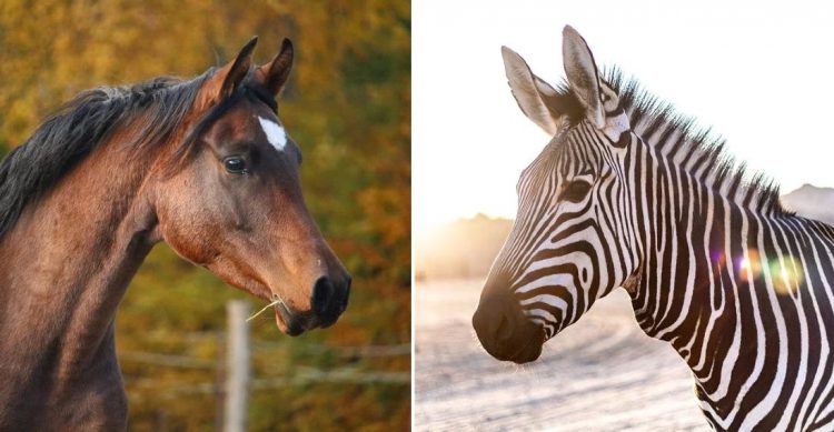 Differences Between a Zebra and Horse: Can You Ride a Zebra?