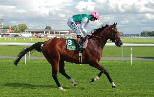 The racehorse Frankel