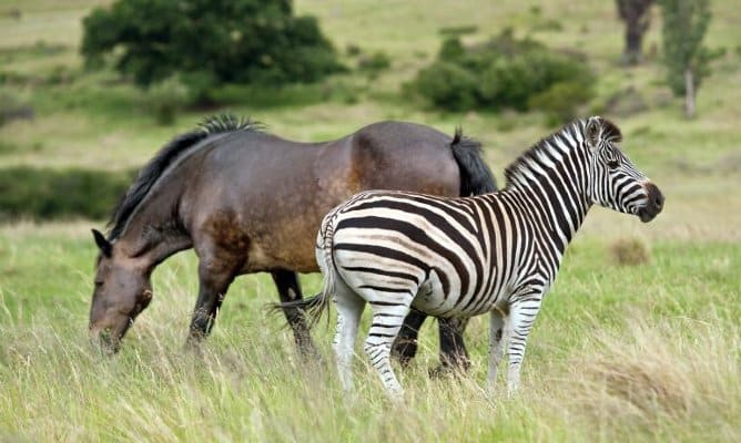 Horse and zebra size comparison