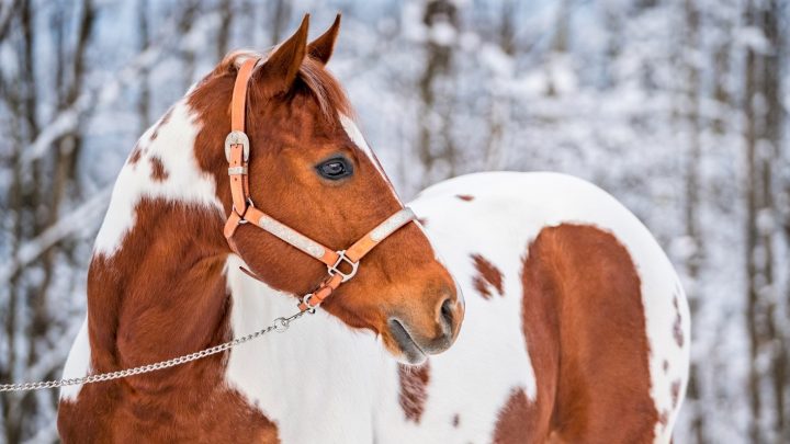 Incredible horse facts for horse lovers. Facts about breeds, equine anatomy, and more.