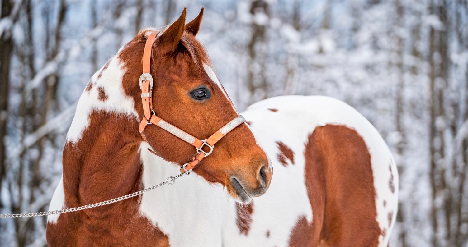 40 Incredible Facts About Horses
