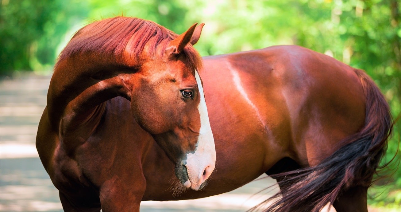 50-interesting-horse-facts-you-probably-didn-t-know-horse-hooves