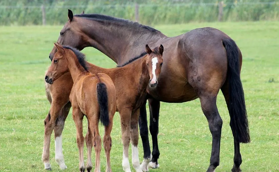 What is a Sire &amp; Dam Horse? - Horse Pedigree Terms