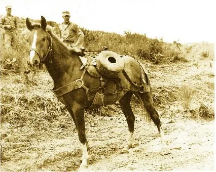 The famous war horse Sergeant Reckless