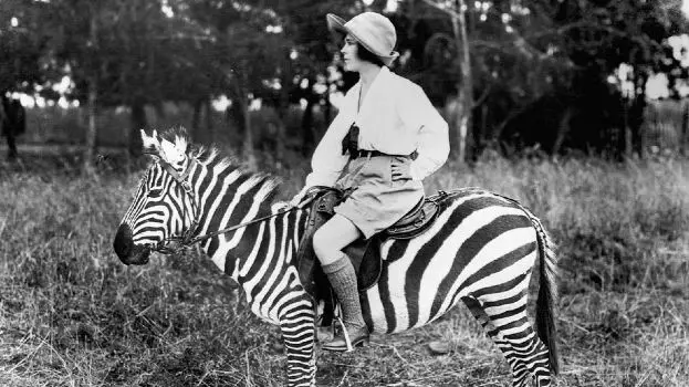 Woman riding a zebra on safari