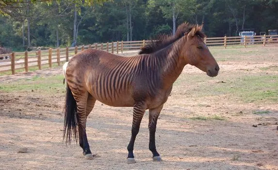 Zorse standing in a field. A cross breed between a zebra and horse