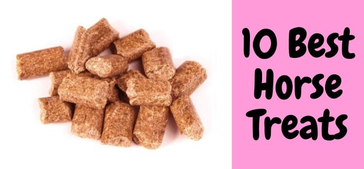 8 Best Horse Treats They Will Go Crazy For