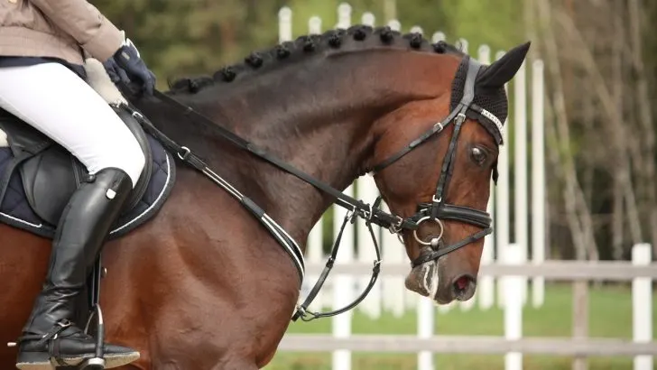 Beautiful sport horse in a horse show