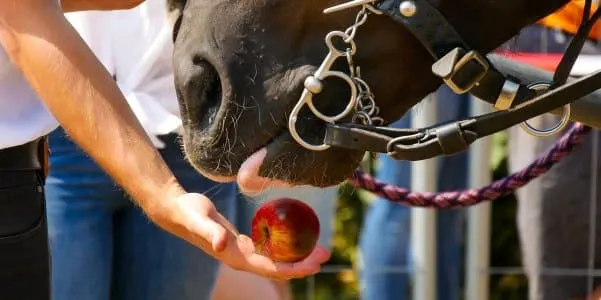 Feeding a horse an apple