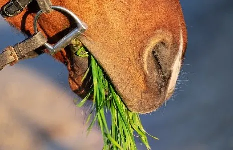 Horse with a mouth full of grass