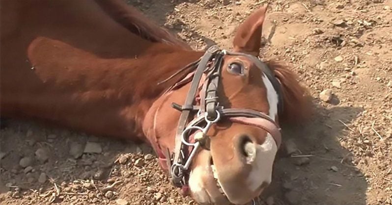Lazy horse plays dead