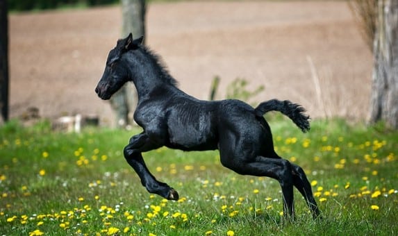 Black foal horse running on grass