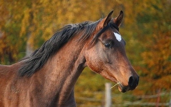 Brown Arabian horse