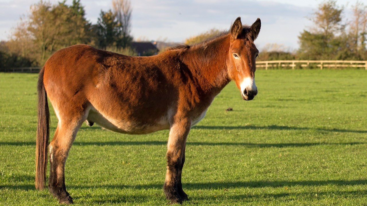 Close side on view of a mule standing in field