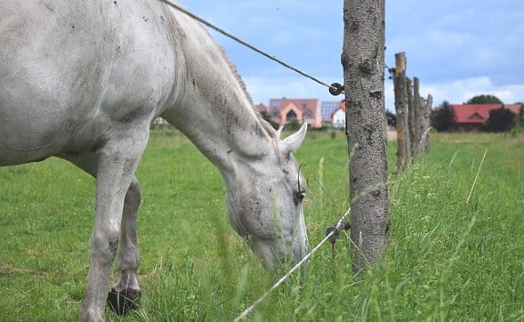 elektriskt repstängsel