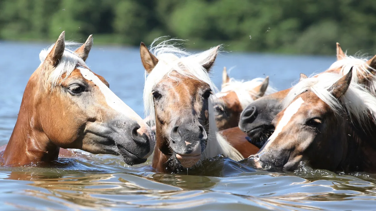 Group of horses swimming in a river on a summers day