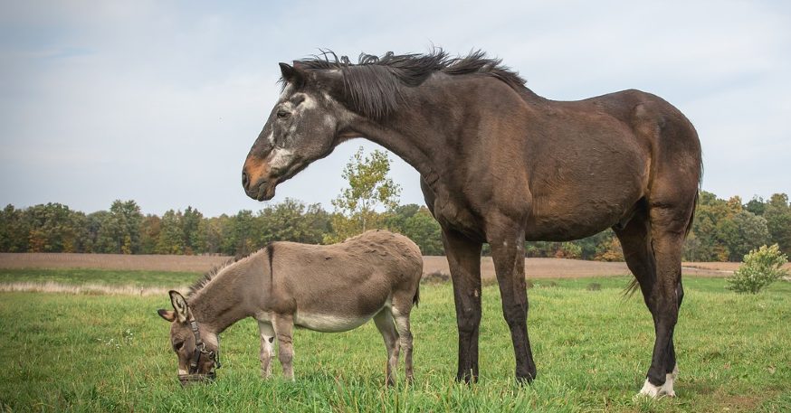 Horse and donkey size difference