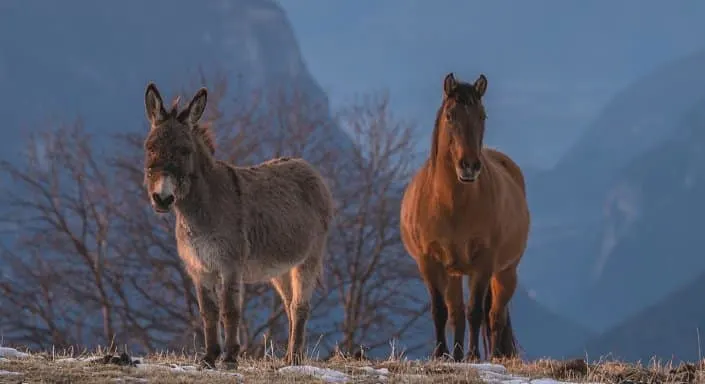 paard en ezel staand in een veld