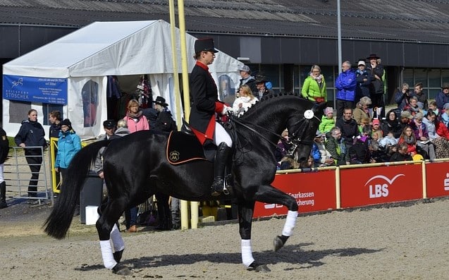Horse and rider performing dressage