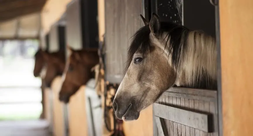 Horse in a boarding stable barn