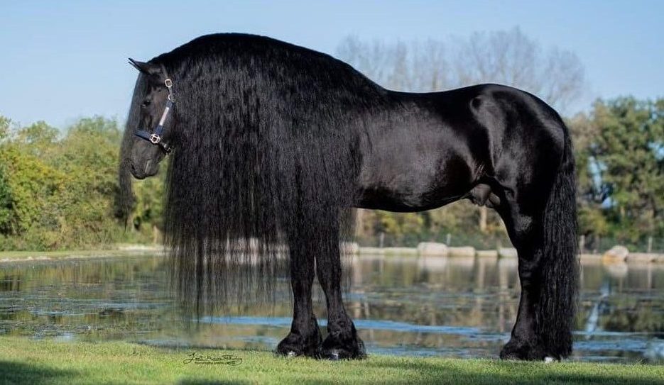 Long hair Friesian horse breed