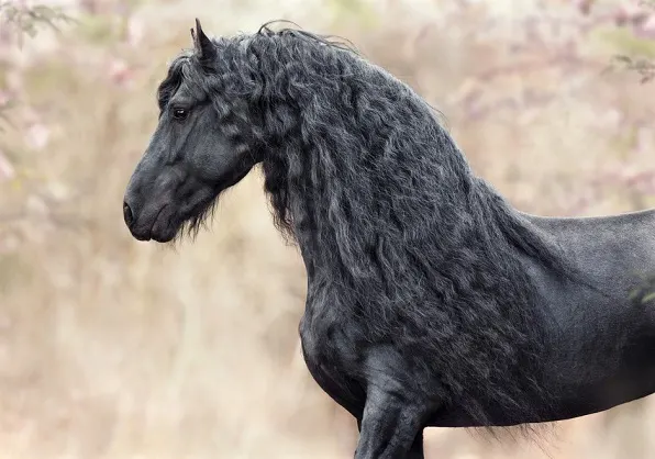 tan horse with black mane