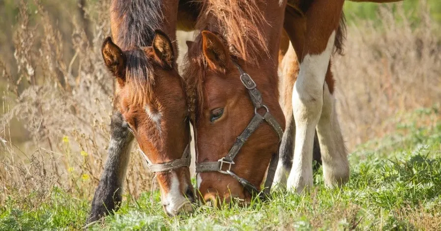Horse Genders: What is a Colt, Gelding, Mare, Filly & Stallion?