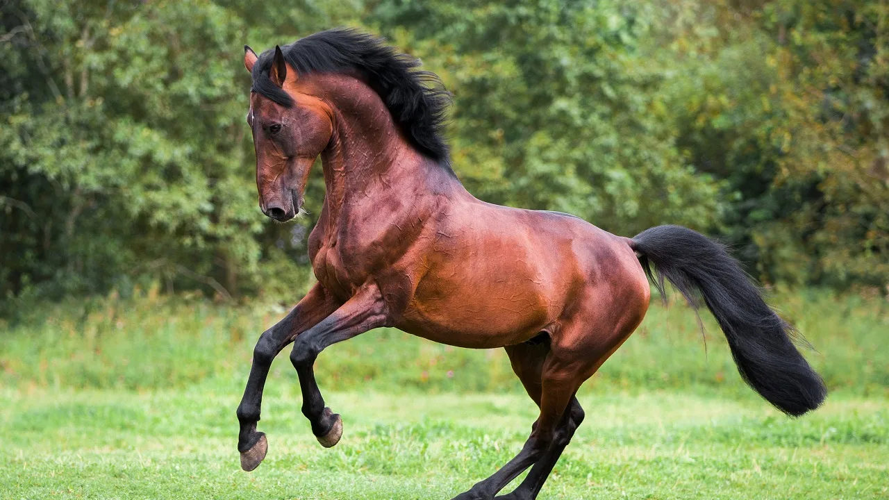 Bay male stallion horse galloping with a bent neck in a summer field