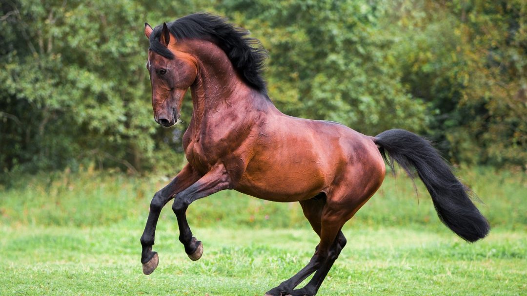 What is a Stallion Horse? Facts FAQs and Comprehensive Guide