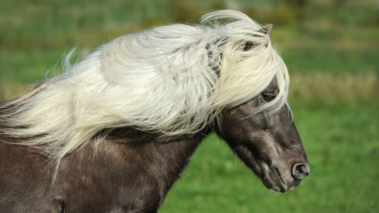 Beautiful gelding Icelandic horse with a white flowing mane