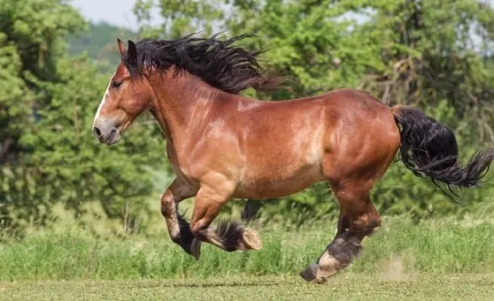 Big stallion horse