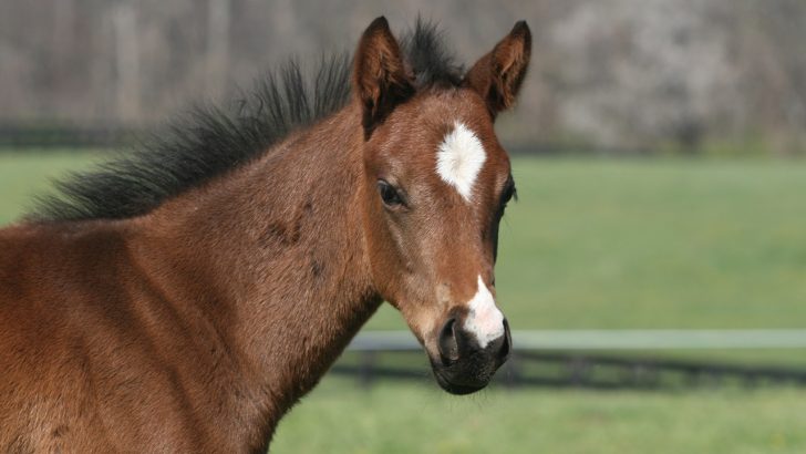 Close up of a young foal baby horse