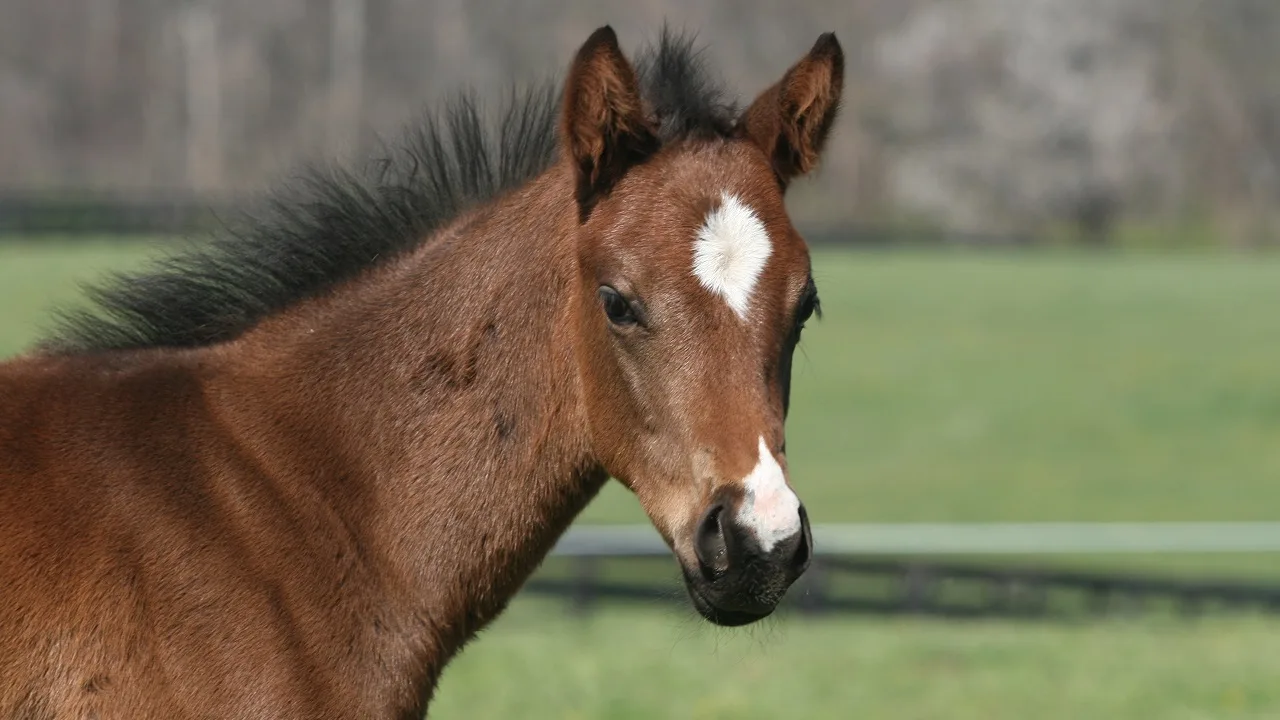 Close up of a young foal baby horse