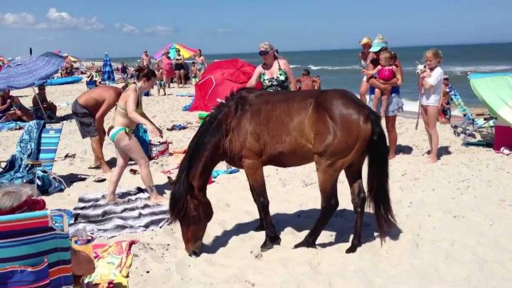 Corolla Wild horse with tourists on a beach in America