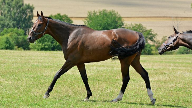 English Thoroughbred OTTB horse walking through a short grassy field