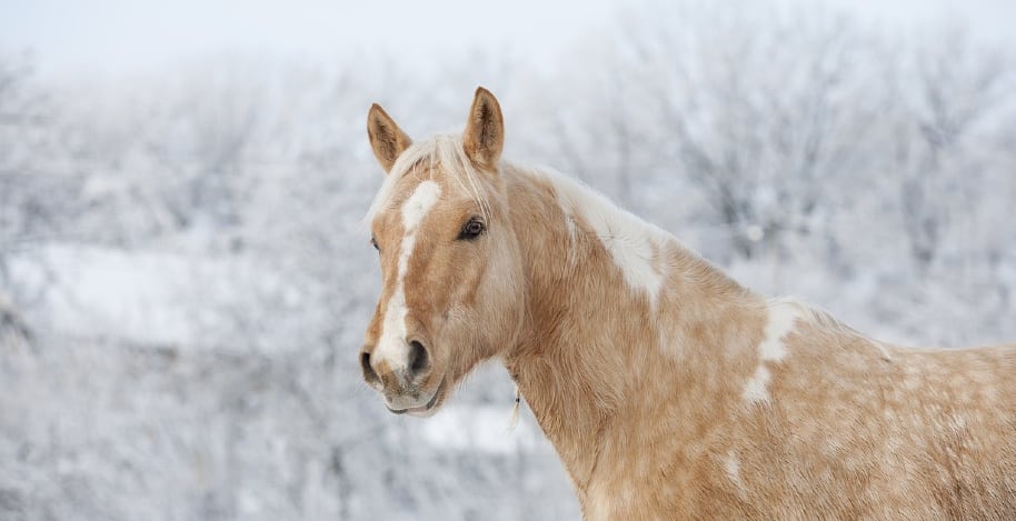 What is a Female Horse Called? Ultimate Guide
