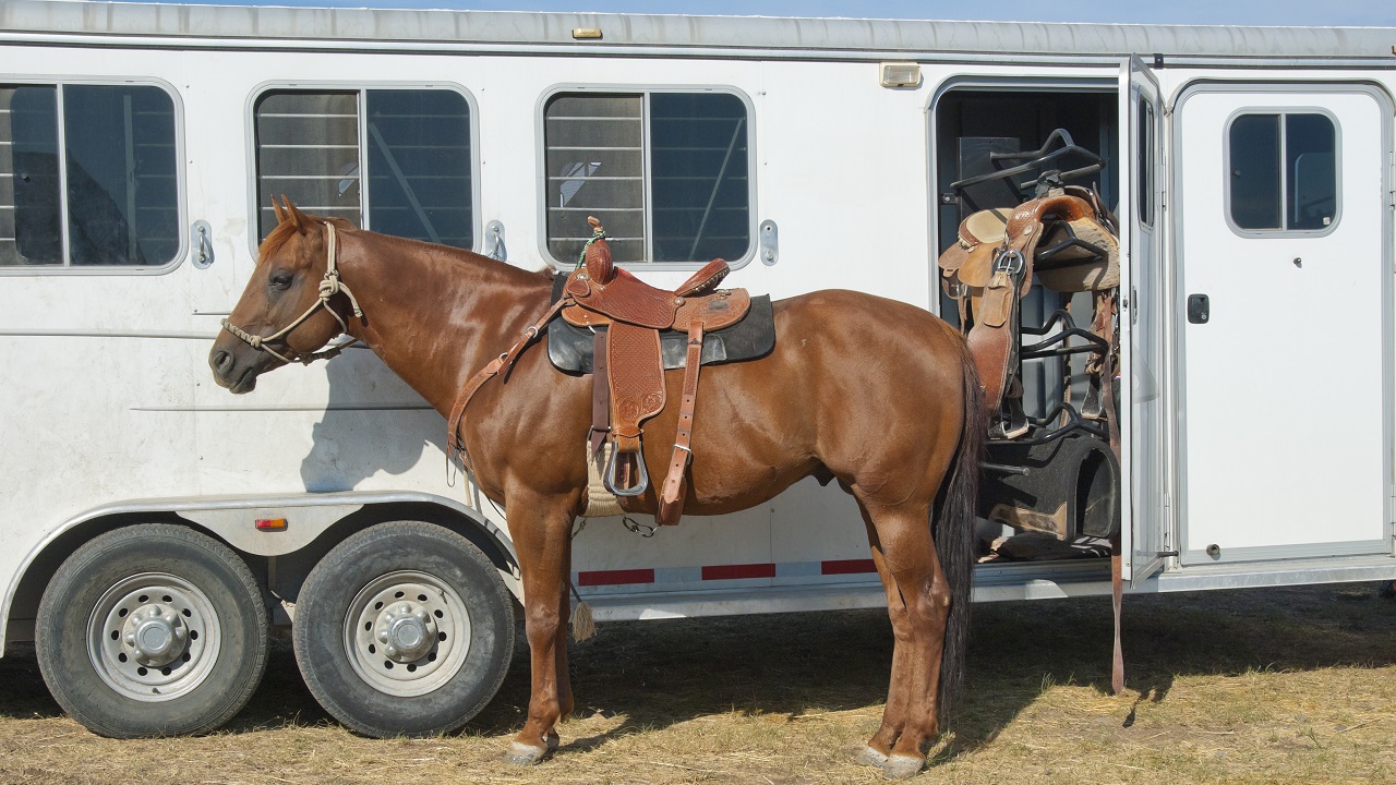 Horse tied up and standing by a horse trailer