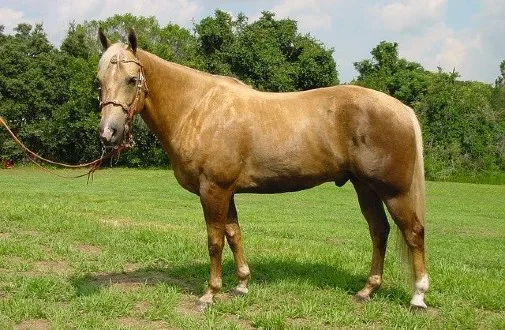 Palomino stallion horse
