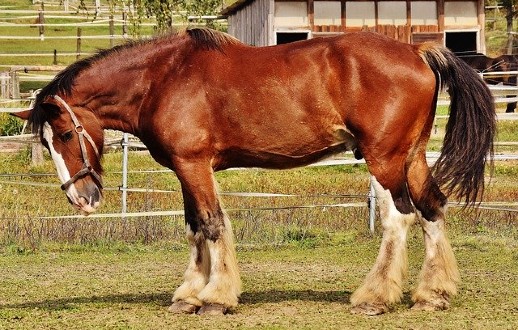 Shire horse breed