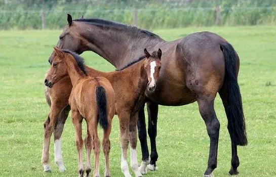 Two baby horse foals with their mum