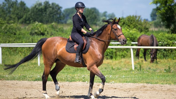 Young girl in black rides a sorrel horse in a sand surface riding school