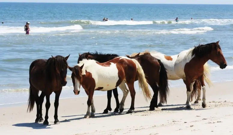 wild horses at the beach