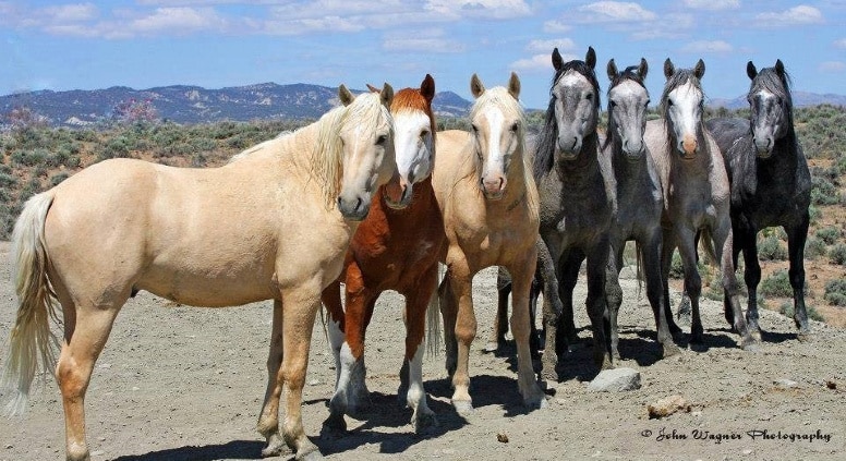 A herd of wild horses. Photo by John Wagner Photography
