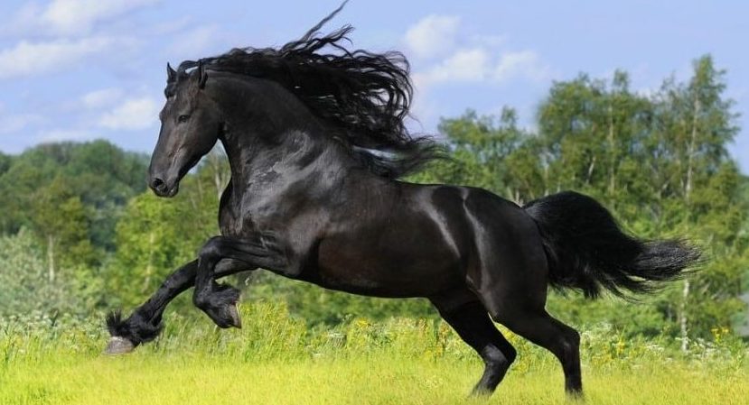 Best horse breeds for heavy riders - Friesian horse running