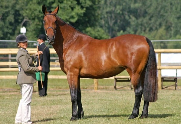 Cleveland Bay horse and heavy rider standing in a field